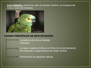 Loro hablador: sobrevive, pero en escaso número, en bosques del
norte y oeste de Córdoba.

CAUSAS PRINCIPALES DE ESTA SITUACION:
La destrucción de los hábitats
naturales.
La caza o captura furtivas con fines de comercialización
de mascotas o subproductos de origen animal.
Introducción de especies nativas.

 