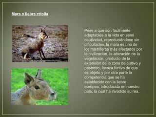 Mara o liebre criolla

Pese a que son fácilmente
adaptables a la vida en semi
cautividad, reproduciéndose sin
dificultades, la mara es uno de
los mamíferos más afectados por
la civilización, la alteración de la
vegetación, producto de la
extensión de la zona de cultivo y
pastoreo, lacaza furtiva de que
es objeto y por otra parte la
competencia que se ha
establecido con la liebre
europea, introducida en nuestro
país, la cual ha invadido su rea.

 