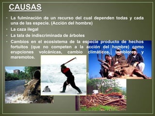 CAUSAS
• La fulminación de un recurso del cual dependen todas y cada
una de las especie. (Acción del hombre)
• La caza ilegal
• La tala de indiscriminada de árboles
• Cambios en el ecosistema de la especie producto de hechos
fortuitos (que no competen a la acción del hombre) como
erupciones volcánicas, cambio climáticos, temblores y
maremotos.

 