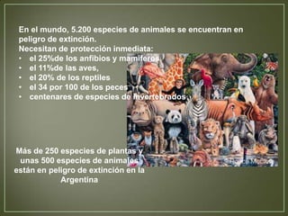 En el mundo, 5.200 especies de animales se encuentran en
peligro de extinción.
Necesitan de protección inmediata:
• el 25%de los anfibios y mamíferos
• el 11%de las aves,
• el 20% de los reptiles
• el 34 por 100 de los peces
• centenares de especies de invertebrados

Más de 250 especies de plantas y
unas 500 especies de animales
están en peligro de extinción en la
Argentina

 