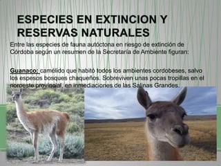 Entre las especies de fauna autóctona en riesgo de extinción de
Córdoba según un resumen de la Secretaría de Ambiente figuran:
Guanaco: camélido que habitó todos los ambientes cordobeses, salvo
los espesos bosques chaqueños. Sobreviven unas pocas tropillas en el
noroeste provincial, en inmediaciones de las Salinas Grandes.

 