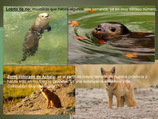 Lobito de río: mustélido que habita algunos ríos serranos, ya en muy escaso número.

Zorro colorado de Achala: es el zorro de mayor tamaño de nuestra provincia y
habita sólo en las Sierras Grandes. Es una subespecie endémica y de
distribución muy restringida.

 