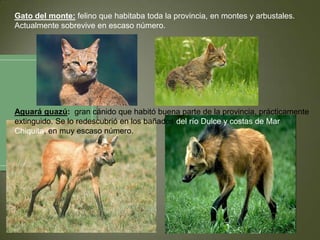 Gato del monte: felino que habitaba toda la provincia, en montes y arbustales.
Actualmente sobrevive en escaso número.

Aguará guazú: gran cánido que habitó buena parte de la provincia, prácticamente
extinguido. Se lo redescubrió en los bañados del río Dulce y costas de Mar
Chiquita, en muy escaso número.

 