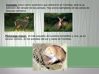 Corzuela: único ciervo autóctono que sobrevive en Córdoba, ante la ya
extinción del venado de las pampas. Hay pocos ejemplares en las zonas de
bosques serranos.

Pichiciego menor: el más pequeño de nuestros armadillos y vive, ya en
escaso número, en los arenales del sur y oeste de Córdoba.

 