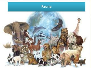 Fauna

 