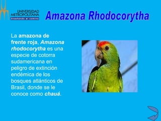 La  amazona de frente roja ,  Amazona rhodocorytha  es una especie de cotorra sudamericana en peligro de extinción endémica de los bosques atlánticos de Brasil, donde se le conoce como  chauá .   Amazona Rhodocorytha 