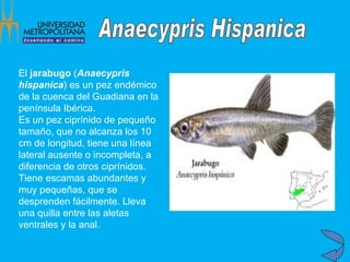 El  jarabugo  ( Anaecypris hispanica ) es un pez endémico de la cuenca del Guadiana en la península Ibérica. Es un pez ciprínido de pequeño tamaño, que no alcanza los 10 cm de longitud, tiene una línea lateral ausente o incompleta, a diferencia de otros ciprínidos. Tiene escamas abundantes y muy pequeñas, que se desprenden fácilmente. Lleva una quilla entre las aletas ventrales y la anal. Anaecypris Hispanica 