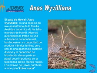 El  pato de Hawai  ( Anas wyvilliana ) es una especie de ave anseriforme de la familia Anatidae endémica de las islas mayores de Hawái. Algunas autoridades lo tratan de una subespecie del ánade real, basándose en su capacidad de producir híbridos fértiles, pero son de una apariencia bastante diversa y la capacidad de hibridación desempeña un papel poco importante en la taxonomía de los áranes reales. Los nativos de Hawai nombran a este pato ' koloa maoli'   Anas Wyvilliana 