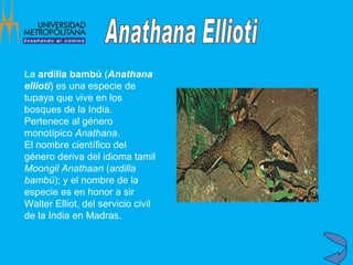 La  ardilla bambú  ( Anathana ellioti ) es una especie de tupaya que vive en los bosques de la India. Pertenece al género monotípico  Anathana . El nombre científico del género deriva del idioma tamil  Moongil Anathaan  ( ardilla bambú ); y el nombre de la especie es en honor a sir Walter Elliot, del servicio civil de la India en Madras. Anathana Ellioti 