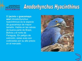 El  jacinto  o  guacamayo azul  ( Anodorhynchus hyacinthinus ) es la especie de guacamayo de mayor tamaño. Habita en las selvas de buena parte de Brasil, Bolivia y el norte de Paraguay. En peligro de extinción, estas aves son codiciadas por su alto precio en el mercado.   Anodorhynchus Hyacinthinus 