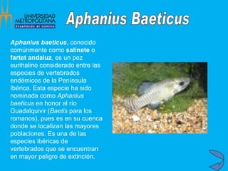 Aphanius baeticus , conocido comúnmente como  salinete  o  fartet andaluz , es un pez eurihalino considerado entre las especies de vertebrados endémicos de la Península Ibérica. Esta especie ha sido nominada como  Aphanius baeticus  en honor al río Guadalquivir ( Baetis  para los romanos), pues es en su cuenca donde se localizan las mayores poblaciones. Es una de las especies ibéricas de vertebrados que se encuentran en mayor peligro de extinción.   Aphanius Baeticus  