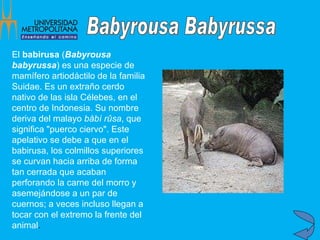 El  babirusa  ( Babyrousa babyrussa ) es una especie de mamífero artiodáctilo de la familia Suidae. Es un extraño cerdo nativo de las isla Célebes, en el centro de Indonesia. Su nombre deriva del malayo  båbí rûsa , que significa "puerco ciervo". Este apelativo se debe a que en el babirusa, los colmillos superiores se curvan hacia arriba de forma tan cerrada que acaban perforando la carne del morro y asemejándose a un par de cuernos; a veces incluso llegan a tocar con el extremo la frente del animal .  Babyrousa Babyrussa 