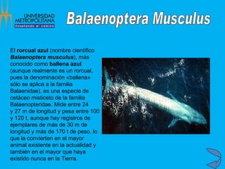 El  rorcual azul  (nombre científico  Balaenoptera musculus ), más conocido como  ballena azul  (aunque realmente es un rorcual, pues la denominación «ballena» sólo se aplica a la familia Balaenidae), es una especie de cetáceo misticeto de la familia Balaenopteridae. Mide entre 24 y 27 m de longitud y pesa entre 100 y 120 t, aunque hay registros de ejemplares de más de 30 m de longitud y más de 170 t de peso, lo que la convierten en el mayor animal existente en la actualidad y también en el mayor que haya existido nunca en la Tierra.  Balaenoptera Musculus 