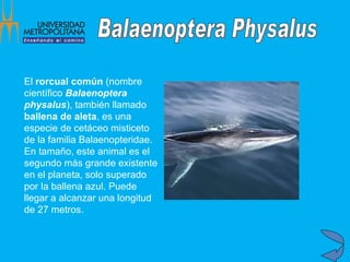El  rorcual común  (nombre científico  Balaenoptera physalus ), también llamado  ballena de aleta , es una especie de cetáceo misticeto de la familia Balaenopteridae. En tamaño, este animal es el segundo más grande existente en el planeta, solo superado por la ballena azul. Puede llegar a alcanzar una longitud de 27 metros.  Balaenoptera Physalus 