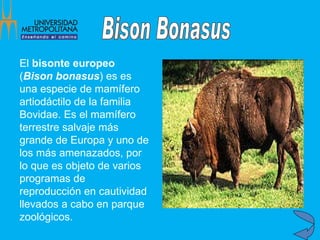 El  bisonte europeo  ( Bison bonasus ) es es una especie de mamífero artiodáctilo de la familia Bovidae. Es el mamífero terrestre salvaje más grande de Europa y uno de los más amenazados, por lo que es objeto de varios programas de reproducción en cautividad llevados a cabo en parque zoológicos.   Bison Bonasus 