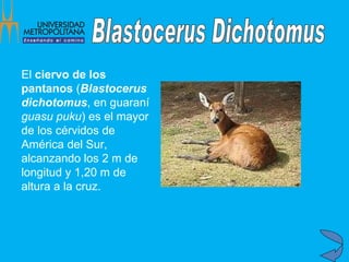 El  ciervo de los pantanos  ( Blastocerus dichotomus , en guaraní  guasu puku ) es el mayor de los cérvidos de América del Sur, alcanzando los 2 m de longitud y 1,20 m de altura a la cruz.   Blastocerus Dichotomus 