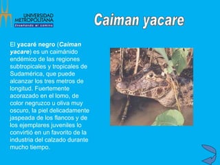 El  yacaré negro  ( Caiman yacare ) es un caimánido endémico de las regiones subtropicales y tropicales de Sudamérica, que puede alcanzar los tres metros de longitud. Fuertemente acorazado en el lomo, de color negruzco u oliva muy oscuro, la piel delicadamente jaspeada de los flancos y de los ejemplares juveniles lo convirtió en un favorito de la industria del calzado durante mucho tiempo.   Caiman yacare 
