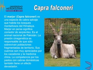 El  marjor  ( Capra falconeri ) es una especie de cabra salvaje que habita los bosques montañosos del Himalaya. Marjor en persa significa  comedor de serpientes . Es el animal nacional de Pakistán. La presión cinegenética es responsable de que sólo sobrevivan poblaciones fragmentadas de territorio. Sus cuernos son muy apreciados por los cazadores y la medicina china. La competencia por los pastos con cabras domésticas también tiene un efecto devastador.   Capra falconeri 