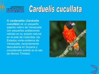 El  cardenalito  ( Carduelis cucullata ) es un pequeño pajarito nativo de Venezuela con pequeñas poblaciones relictas en su estado natural en el este de Colombia, los Estados norte-costeros de Venezuela, recientemente descubierta en Guyana y considerada extinta en la isla de Monos Trinidad.   Carduelis cucullata 
