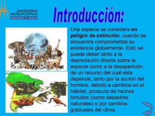 Introducción: Una especie se considera  en peligro de extinción , cuando se encuentra comprometida su existencia globalmente. Esto se puede deber tanto a la depredación directa sobre la especie como a la desaparición de un recurso del cual esta dependa, tanto por la acción del hombre, debido a cambios en el hábitat, producto de hechos fortuitos (como desastres naturales) o por cambios graduales del clima.  