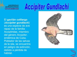 Accipiter Gundlachi El  gavilán colilargo  ( Accipiter gundlachi ) es una especie de ave rapaz de la familia Accipitridae, miembro del género  Accipiter , endémica de Cuba. Poblador de las selvas de la isla, se encuentra en peligro de extinción, debido a pérdida de hábitat.  