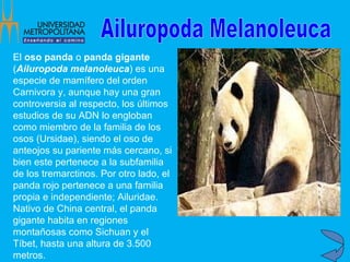 El  oso panda  o  panda gigante  ( Ailuropoda melanoleuca ) es una especie de mamífero del orden Carnivora y, aunque hay una gran controversia al respecto, los últimos estudios de su ADN lo engloban como miembro de la familia de los osos (Ursidae), siendo el oso de anteojos su pariente más cercano, si bien este pertenece a la subfamilia de los tremarctinos. Por otro lado, el panda rojo pertenece a una familia propia e independiente; Ailuridae. Nativo de China central, el panda gigante habita en regiones montañosas como Sichuan y el Tíbet, hasta una altura de 3.500 metros.  Ailuropoda Melanoleuca 