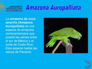 La  amazona de nuca amarilla (Amazona Auropalliata)  es una especie de amazona centroamericana que puebla las selvas entre el sur de México y el norte de Costa Rica. Esta especie habita las selvas de Panamá. Amazona Auropalliata 