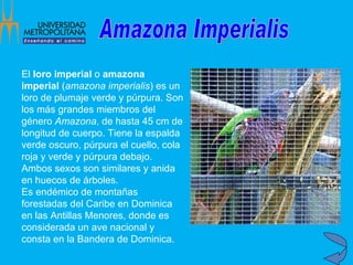 El  loro imperial  o  amazona imperial  ( amazona imperialis ) es un loro de plumaje verde y púrpura. Son los más grandes miembros del género  Amazona , de hasta 45 cm de longitud de cuerpo. Tiene la espalda verde oscuro, púrpura el cuello, cola roja y verde y púrpura debajo. Ambos sexos son similares y anida en huecos de árboles. Es endémico de montañas forestadas del Caribe en Dominica en las Antillas Menores, donde es considerada un ave nacional y consta en la Bandera de Dominica. Amazona Imperialis 