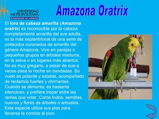 El  loro de cabeza amarilla  ( Amazona oratrix ) es reconocible por la cabeza completamente amarilla del ave adulta, es la más septentrional de una serie de psitácidos coronados de amarillo del género Amazona. Vive en parejas o pequeños grupos en árboles maduros, en la selva o en lugares más abiertos. No es muy gregario, a pesar de que a veces pasa la noche en bandadas. Su vuelo es potente y estable, acompañado de reclamos fuertes y chirriantes. Cuando se alimenta, es bastante silencioso, y prefiere trepar entre las ramas que volar. Come frutos, semillas, nueces y flores de árboles o arbustos. Esta especie utiliza sus pies para llevarse la comida al pico.   Amazona Oratrix 