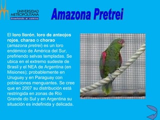 El  loro llorón ,  loro de anteojos rojos ,  charao  o  chorao  ( amazona pretrei ) es un loro endémico de América del Sur, prefiriendo selvas templadas. Se ubica en el extremo sudeste de Brasil y el NEA de Argentina (en Misiones); probablemente en Uruguay y en Paraguay con poblaciones menguantes. Se cree que en 2007 su distribución está restringida en zonas de Río Grande do Sul y en Argentina su situación es indefinida y delicada.   Amazona Pretrei 