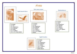 Aves
Filo: Cordados
Clase: Aves
Orden: Accipitriformes
Familia: Accipítridos
Género: Aquila
Especie: A. adalberti
Nombre científico: Áquila adalberti
Águila Imperial ibérica
Buitre negro europeo
Filo: Cordados
Clase: Aves
Orden: Accipitriformes
Familia: Accipítridos
Género: Aegypius
Especie: A. monachus
Nombre científico: Aegypius
monachus
Filo: Cordados
Clase: Aves
Orden: Accipitriformes
Familia: Acipítridos
Género: Gypaetus
Especie: G. barbatus
Nombre científico: Gypaetus
barbatus
Quebrantahuesos
Águila Pescadora
Filo: Cordados
Clase: Aves
Orden: Accipitriformes
Familia: Pandiónidos
Género: Pandion
Especie: P. haliaetus
Nombre científico:
Pandion haliaetus
CFNH 2018 08
 
