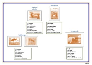 Ánade real
o Azulón
Filo: Cordados
Clase: Aves
Orden: Anseriformes
Familia: Anátidos
Género: Anas
Especie: A. platyrynchos
Nombre científico: Anas platyrynchos
Pato colorado
Filo: Cordados
Clase: Aves
Orden: Anseriformes
Familia: Anátidos
Género: Netta
Especie: N. ruffina
Nombre científico: Netta ruffina
Cigüeña negra
Filo: Cordados
Clase: Aves
Orden: Ciconiiformes
Familia: Cicónidos
Género: Ciconia
Especie: C. nigra
Nombre científico: Ciconia nigra
Garceta común
Filo: Cordados
Clase: Aves
Orden: Ciconiiformes
Familia: Ardeídos
Género: Egretta
Especie: E. garzetta
Nombre científico: Egretta garzetta
CFNH 2018 09
 