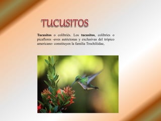 Tucusitos o colibriés. Los tucusitos, colibríes o
picaflores -aves autóctonas y exclusivas del trópico
americano- constituyen la familia Trochiliidae,
 