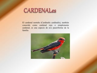 El cardenal norteño (Cardinalis cardinalis), también
conocido como cardenal rojo o simplemente
cardenal, es una especie de ave paseriforme de la
familia
 