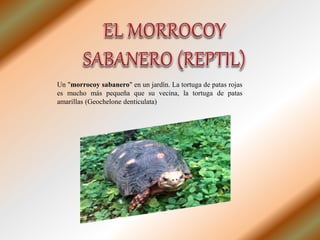 Un "morrocoy sabanero" en un jardín. La tortuga de patas rojas
es mucho más pequeña que su vecina, la tortuga de patas
amarillas (Geochelone denticulata)
 