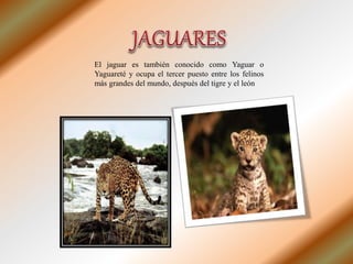 El jaguar es también conocido como Yaguar o
Yaguareté y ocupa el tercer puesto entre los felinos
más grandes del mundo, después del tigre y el león
 