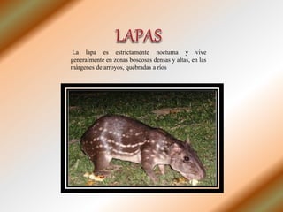 La lapa es estrictamente nocturna y vive
generalmente en zonas boscosas densas y altas, en las
márgenes de arroyos, quebradas a ríos
 