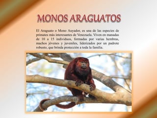 El Araguato o Mono Auyador, es una de las especies de
primates más interesantes de Venezuela. Viven en manadas
de 10 a 15 individuos, formadas por varias hembras,
machos jóvenes y juveniles, liderizados por un padrote
robusto, que brinda protección a toda la familia.
 