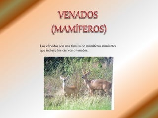 Los cérvidos son una familia de mamíferos rumiantes
que incluye los ciervos o venados.
 