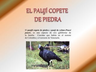 El paujil copete de piedra o paují de yelmo (Pauxi
pauxi), es una especie de ave galliforme de
la familia Cracidae que habita en el noreste
de Colombia y el noroeste de Venezuela.
 