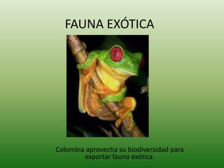 FAUNA EXÓTICA Colombia aprovecha su biodiversidad para exportar fauna exótica. 