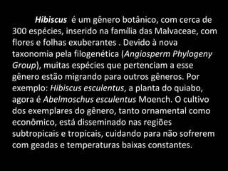 Hibiscus é um gênero botânico, com cerca de
300 espécies, inserido na família das Malvaceae, com
flores e folhas exuberantes . Devido à nova
taxonomia pela filogenética (Angiosperm Phylogeny
Group), muitas espécies que pertenciam a esse
gênero estão migrando para outros gêneros. Por
exemplo: Hibiscus esculentus, a planta do quiabo,
agora é Abelmoschus esculentus Moench. O cultivo
dos exemplares do gênero, tanto ornamental como
econômico, está disseminado nas regiões
subtropicais e tropicais, cuidando para não sofrerem
com geadas e temperaturas baixas constantes.
 