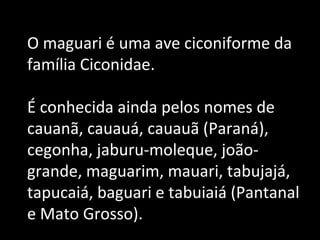 O maguari é uma ave ciconiforme da
família Ciconidae.
É conhecida ainda pelos nomes de
cauanã, cauauá, cauauã (Paraná),
cegonha, jaburu-moleque, joão-
grande, maguarim, mauari, tabujajá,
tapucaiá, baguari e tabuiaiá (Pantanal
e Mato Grosso).
 