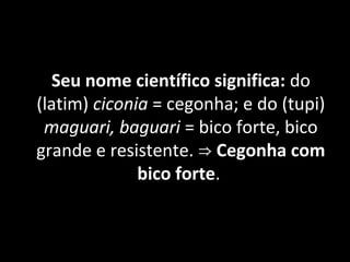 Seu nome científico significa: do
(latim) ciconia = cegonha; e do (tupi)
maguari, baguari = bico forte, bico
grande e resistente. ⇒ Cegonha com
bico forte.
 