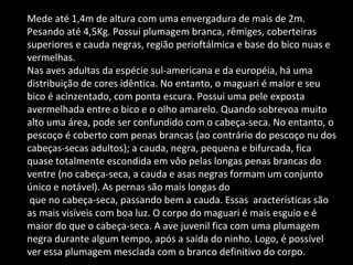 Mede até 1,4m de altura com uma envergadura de mais de 2m.
Pesando até 4,5Kg. Possui plumagem branca, rêmiges, coberteiras
superiores e cauda negras, região perioftálmica e base do bico nuas e
vermelhas.
Nas aves adultas da espécie sul-americana e da européia, há uma
distribuição de cores idêntica. No entanto, o maguari é maior e seu
bico é acinzentado, com ponta escura. Possui uma pele exposta
avermelhada entre o bico e o olho amarelo. Quando sobrevoa muito
alto uma área, pode ser confundido com o cabeça-seca. No entanto, o
pescoço é coberto com penas brancas (ao contrário do pescoço nu dos
cabeças-secas adultos); a cauda, negra, pequena e bifurcada, fica
quase totalmente escondida em vôo pelas longas penas brancas do
ventre (no cabeça-seca, a cauda e asas negras formam um conjunto
único e notável). As pernas são mais longas do
que no cabeça-seca, passando bem a cauda. Essas aracterísticas são
as mais visíveis com boa luz. O corpo do maguari é mais esguio e é
maior do que o cabeça-seca. A ave juvenil fica com uma plumagem
negra durante algum tempo, após a saída do ninho. Logo, é possível
ver essa plumagem mesclada com o branco definitivo do corpo.
 
