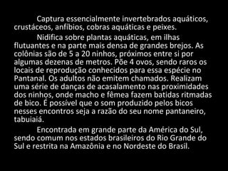 Captura essencialmente invertebrados aquáticos,
crustáceos, anfíbios, cobras aquáticas e peixes.
Nidifica sobre plantas aquáticas, em ilhas
flutuantes e na parte mais densa de grandes brejos. As
colônias são de 5 a 20 ninhos, próximos entre si por
algumas dezenas de metros. Põe 4 ovos, sendo raros os
locais de reprodução conhecidos para essa espécie no
Pantanal. Os adultos não emitem chamados. Realizam
uma série de danças de acasalamento nas proximidades
dos ninhos, onde macho e fêmea fazem batidas ritmadas
de bico. É possível que o som produzido pelos bicos
nesses encontros seja a razão do seu nome pantaneiro,
tabuiaiá.
Encontrada em grande parte da América do Sul,
sendo comum nos estados brasileiros do Rio Grande do
Sul e restrita na Amazônia e no Nordeste do Brasil.
 