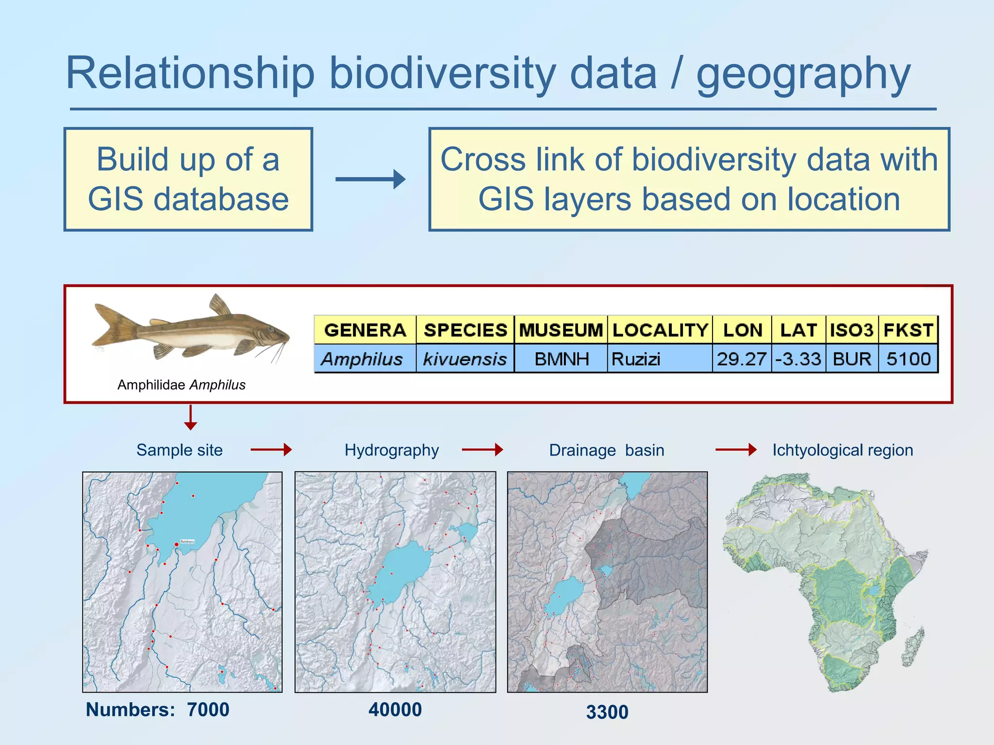 Relationship biodiversity data / geography
Hydrography Ichtyological regionSample site Drainage basin
Amphilidae Amphilus
400007000 3300Numbers:
Build up of a
GIS database
Cross link of biodiversity data with
GIS layers based on location
 