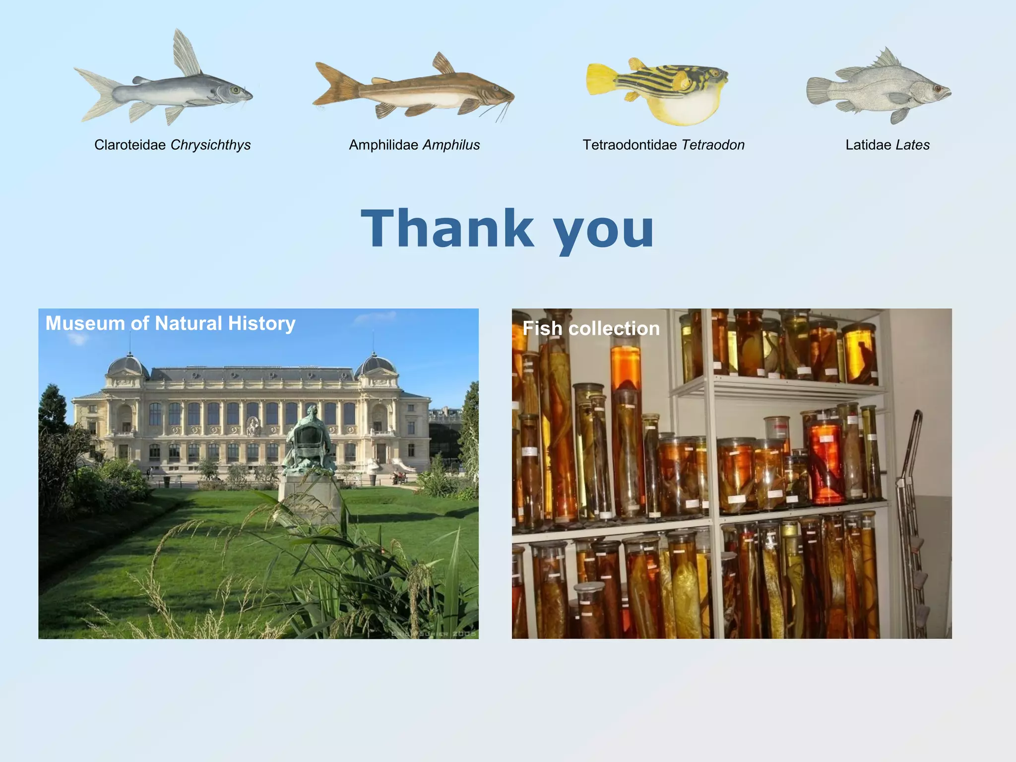 Claroteidae Chrysichthys Amphilidae Amphilus Tetraodontidae Tetraodon Latidae Lates
Thank you
Museum of Natural History Fish collection
 