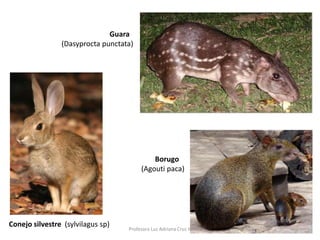 Guara 
(Dasyprocta punctata) 
Borugo 
(Agouti paca) 
Profesora Luz Adriana Cruz H 
Conejo silvestre (sylvilagus sp) 
 