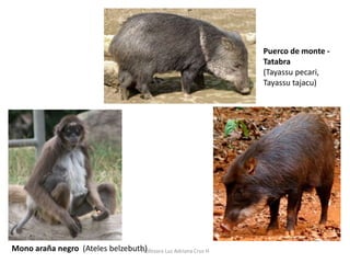 Puerco de monte - 
Tatabra 
(Tayassu pecari, 
Tayassu tajacu) 
Mono araña negro (Ateles belzebuthPr)ofesora Luz Adriana Cruz H 
 